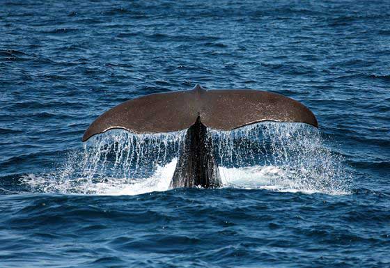 Sperm whale fluke